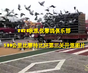 2020Pِ㘷(l)500ِرȭh(hun)P(gun)_\